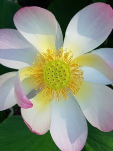8 Brokate Qi Gong @ Webinar