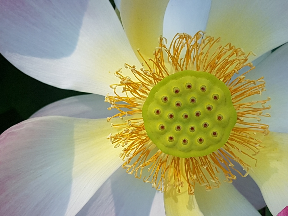 Stark aus deiner Mitte: QI GONG RETREAT in Reichenau